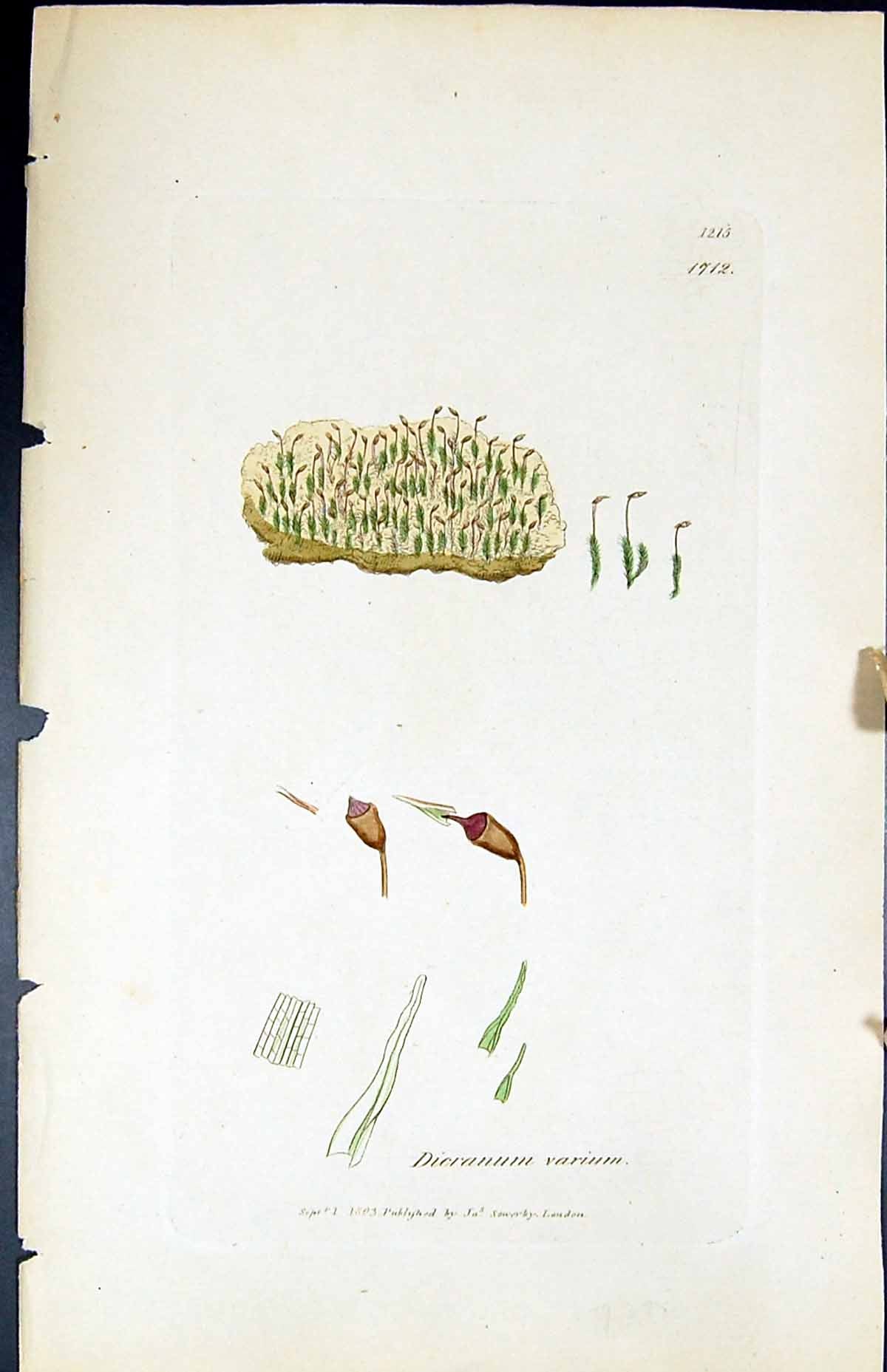 Antique Old Print Dicranum Varium British Plants Botany 1847 Sowerby Smith 19th