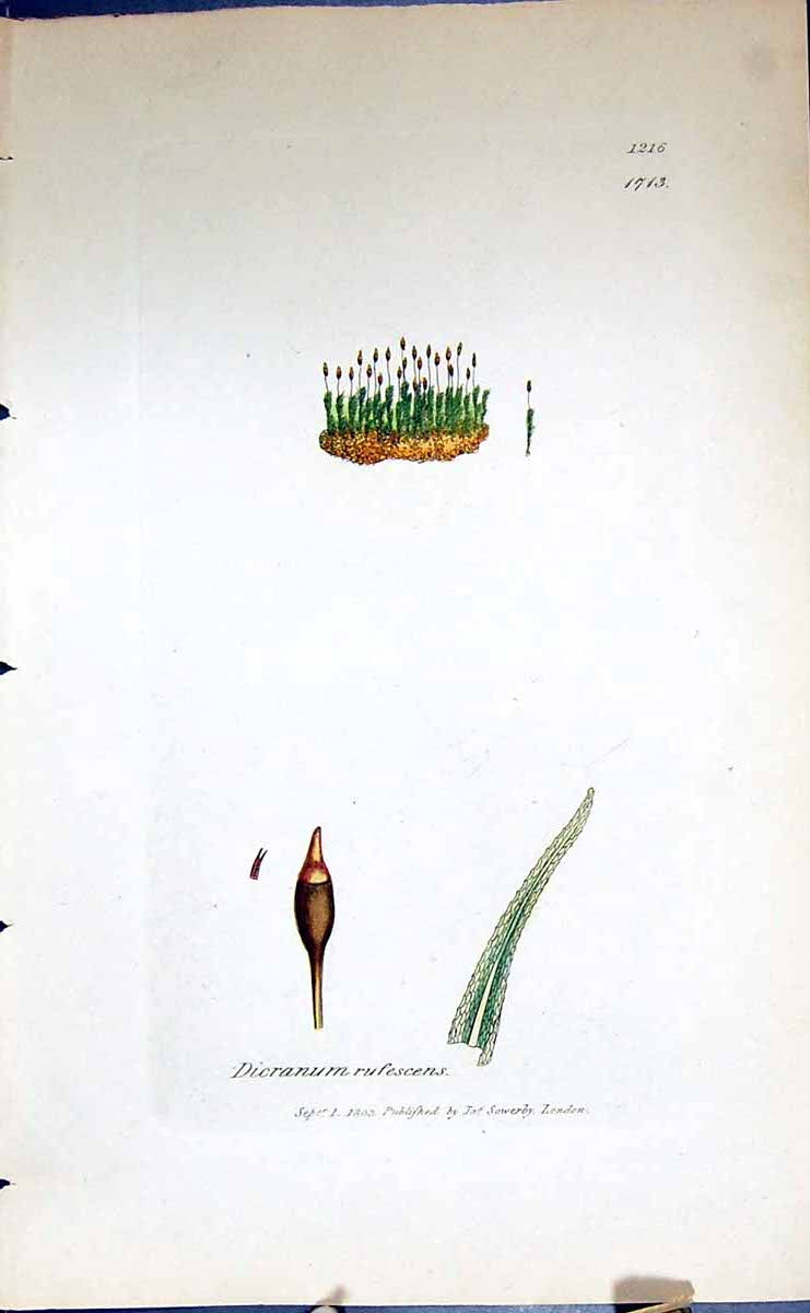 Antique Old Print Dicranum Fufescens British Plants Botany 1847 Sowerby Smith