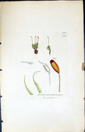 Old Print Dicranum Heteromallum British Plants Botany 1847 Sowerby Smith 19th