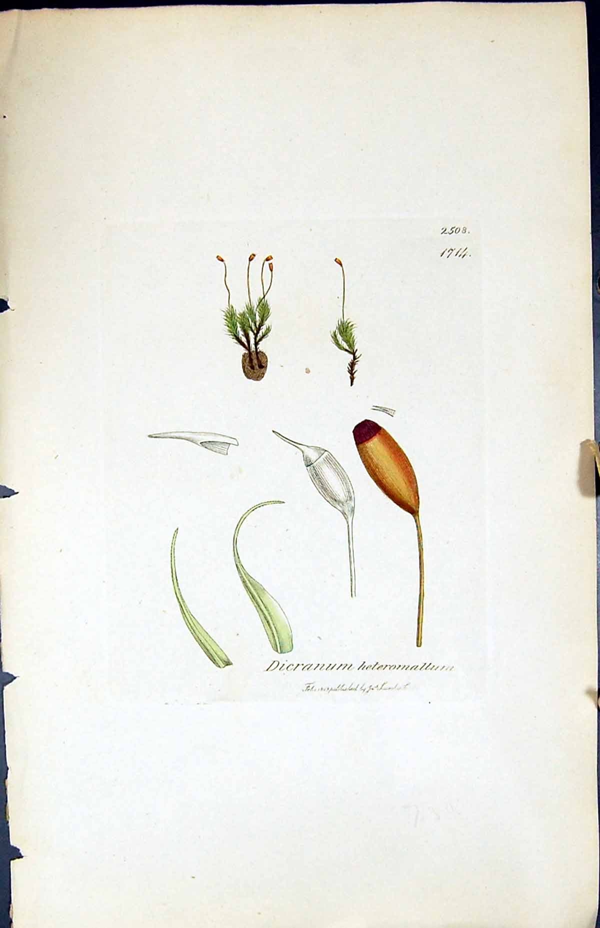 Old Print Dicranum Heteromallum British Plants Botany 1847 Sowerby Smith 19th