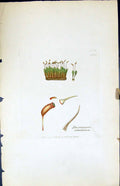 Antique Old Print Dicranum Subulatum British Plants Botany 1847 Sowerby Smith