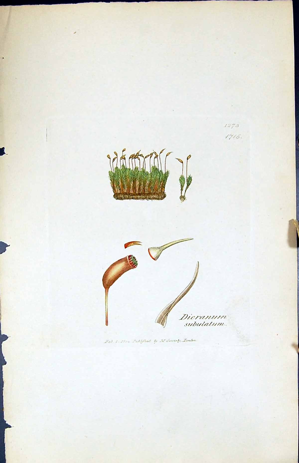 Antique Old Print Dicranum Subulatum British Plants Botany 1847 Sowerby Smith