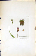 Antique Old Print Dicranum Fulvellum British Plants Botany 1847 Sowerby Smith