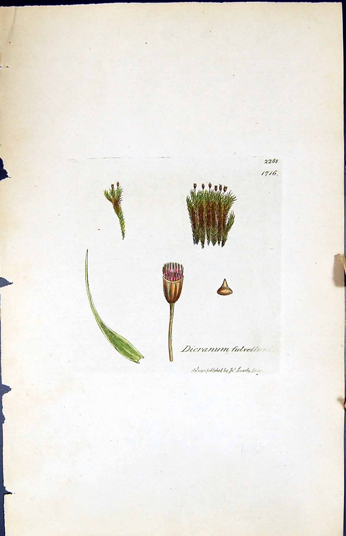 Antique Old Print Dicranum Fulvellum British Plants Botany 1847 Sowerby Smith
