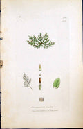 Antique Old Print Pterogonium Smithu British Plants Botany 1847 Sowerby Smith