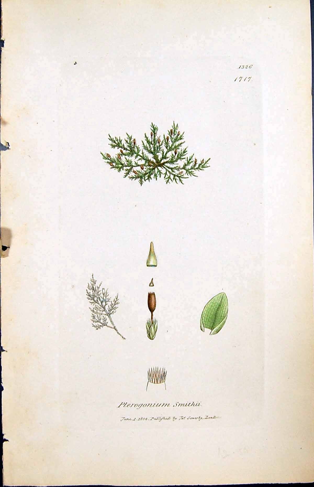 Antique Old Print Pterogonium Smithu British Plants Botany 1847 Sowerby Smith