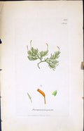 Antique Print Pterogonium Gracile British Plants Botany 1847 Sowerby Smith 19th