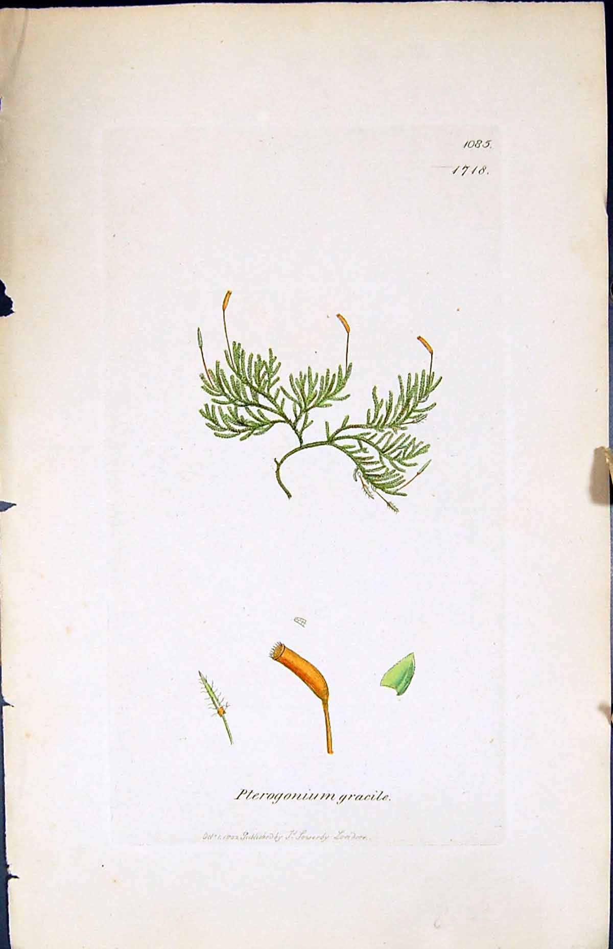 Antique Print Pterogonium Gracile British Plants Botany 1847 Sowerby Smith 19th