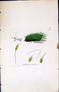 Old Print Pterogonium Filiforme British Plants Botany 1847 Sowerby Smith 19th
