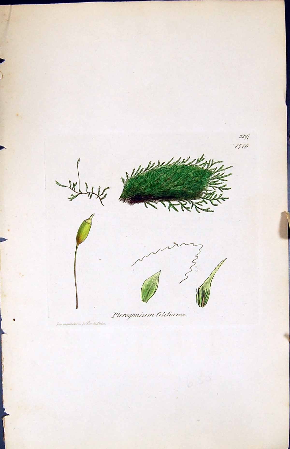 Old Print Pterogonium Filiforme British Plants Botany 1847 Sowerby Smith 19th