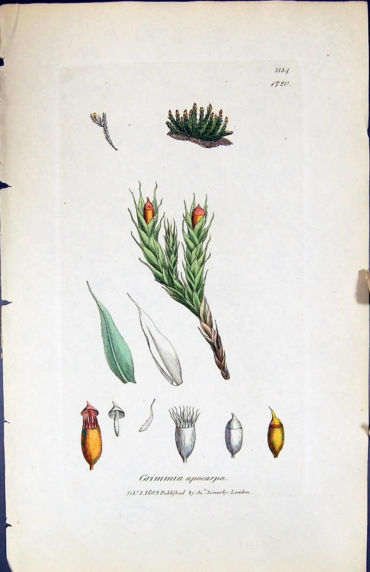 Antique Old Print Grimmia Apocarpa British Plants Botany 1847 Sowerby Smith