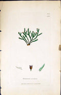 Antique Old Print Grimmia Rivularis British Plants Botany 1847 Sowerby Smith