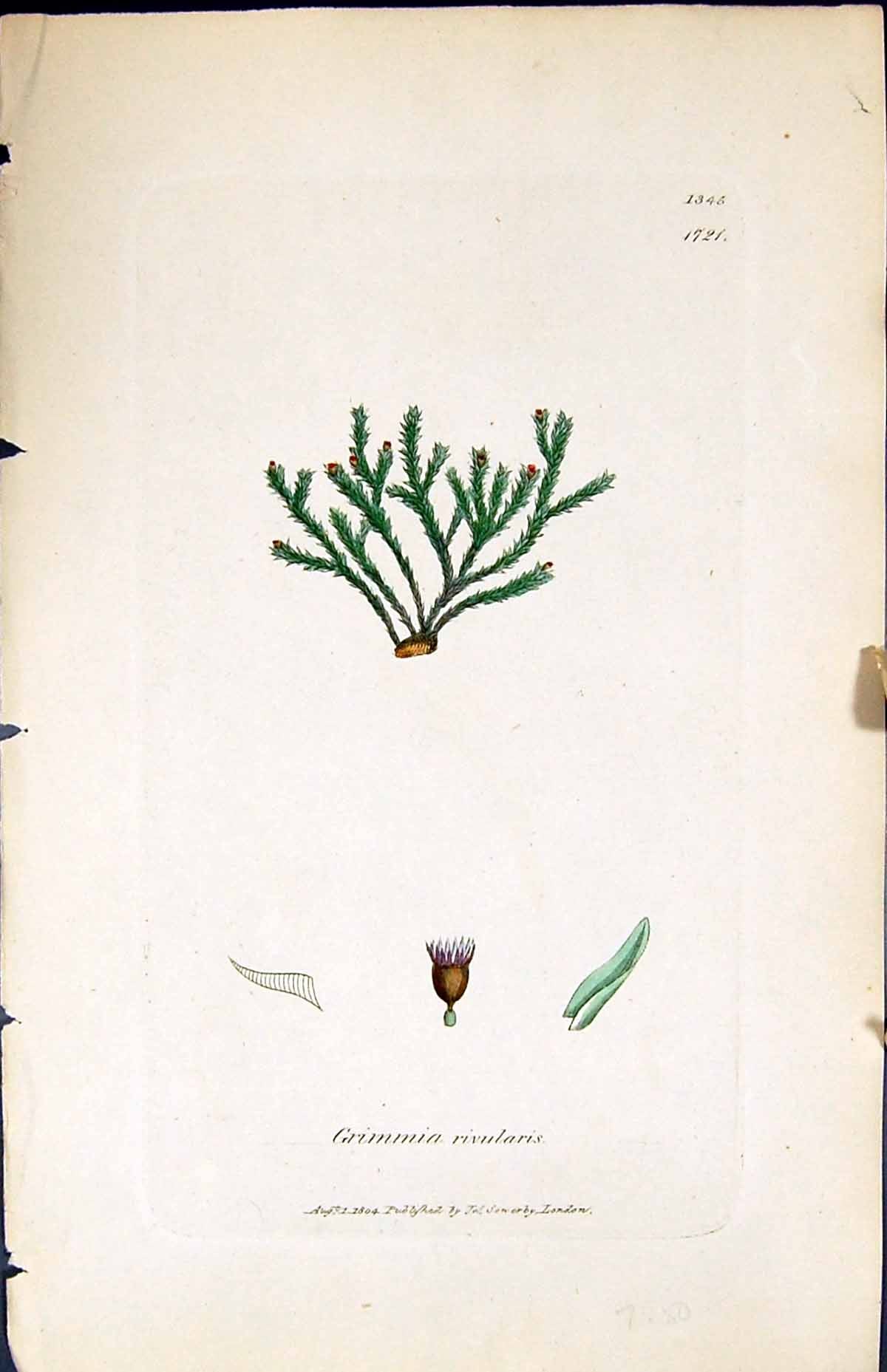 Antique Old Print Grimmia Rivularis British Plants Botany 1847 Sowerby Smith