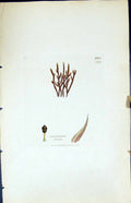 Antique Old Print Grimmia Stricta British Plants Botany 1847 Sowerby Smith 19th