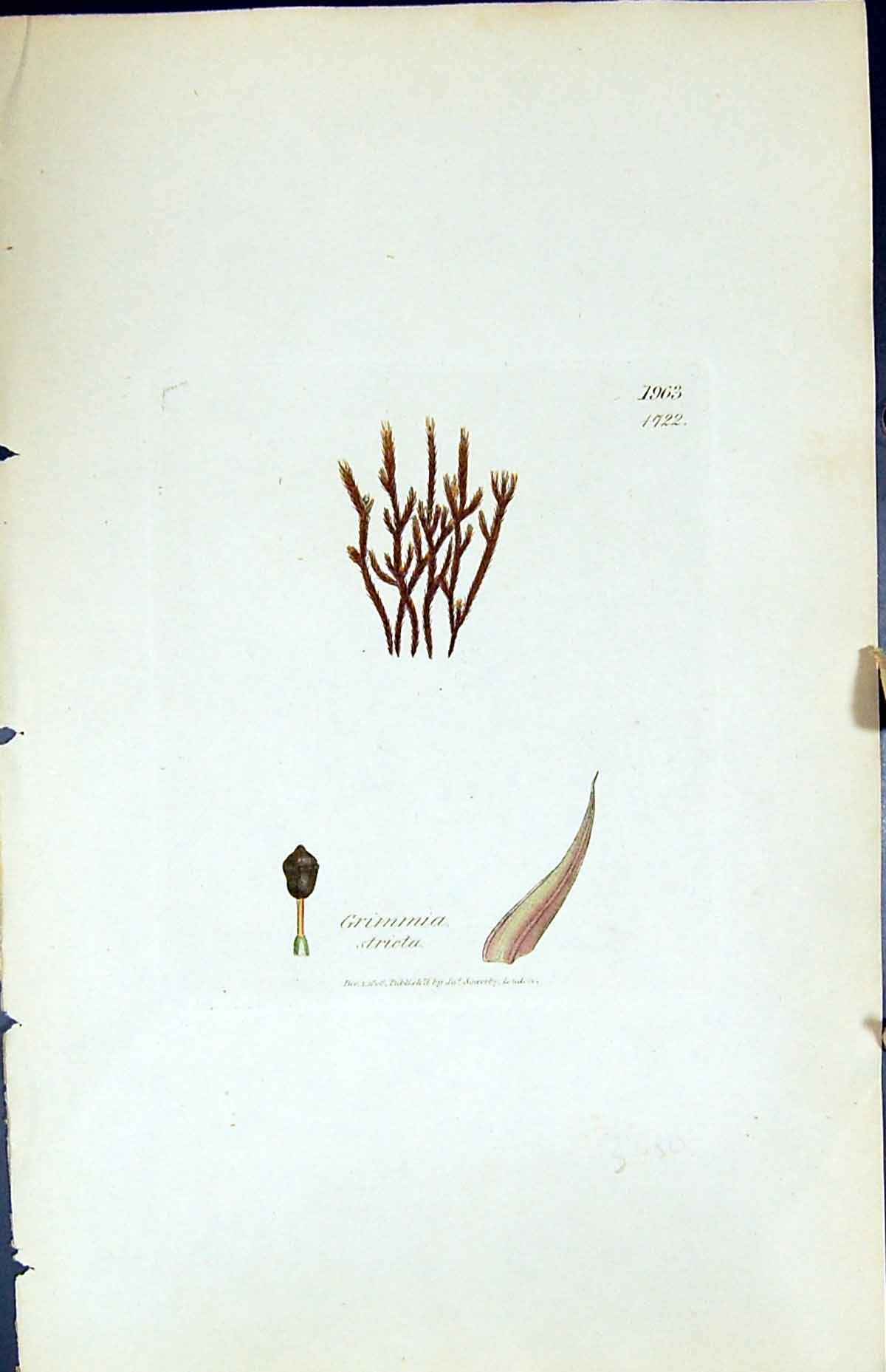 Antique Old Print Grimmia Stricta British Plants Botany 1847 Sowerby Smith 19th