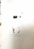 Antique Old Print Grimmia Maritima British Plants Botany 1847 Sowerby Smith