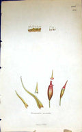 Antique Old Print Grimmia Saxicola British Plants Botany 1847 Sowerby Smith
