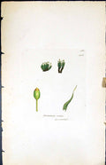 Antique Print Grimmia Ovata British Plants Botany 1847 Sowerby Smith Colour