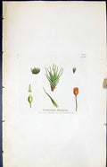 Antique Old Print Grimmia Doniana British Plants Botany 1847 Sowerby Smith 19th