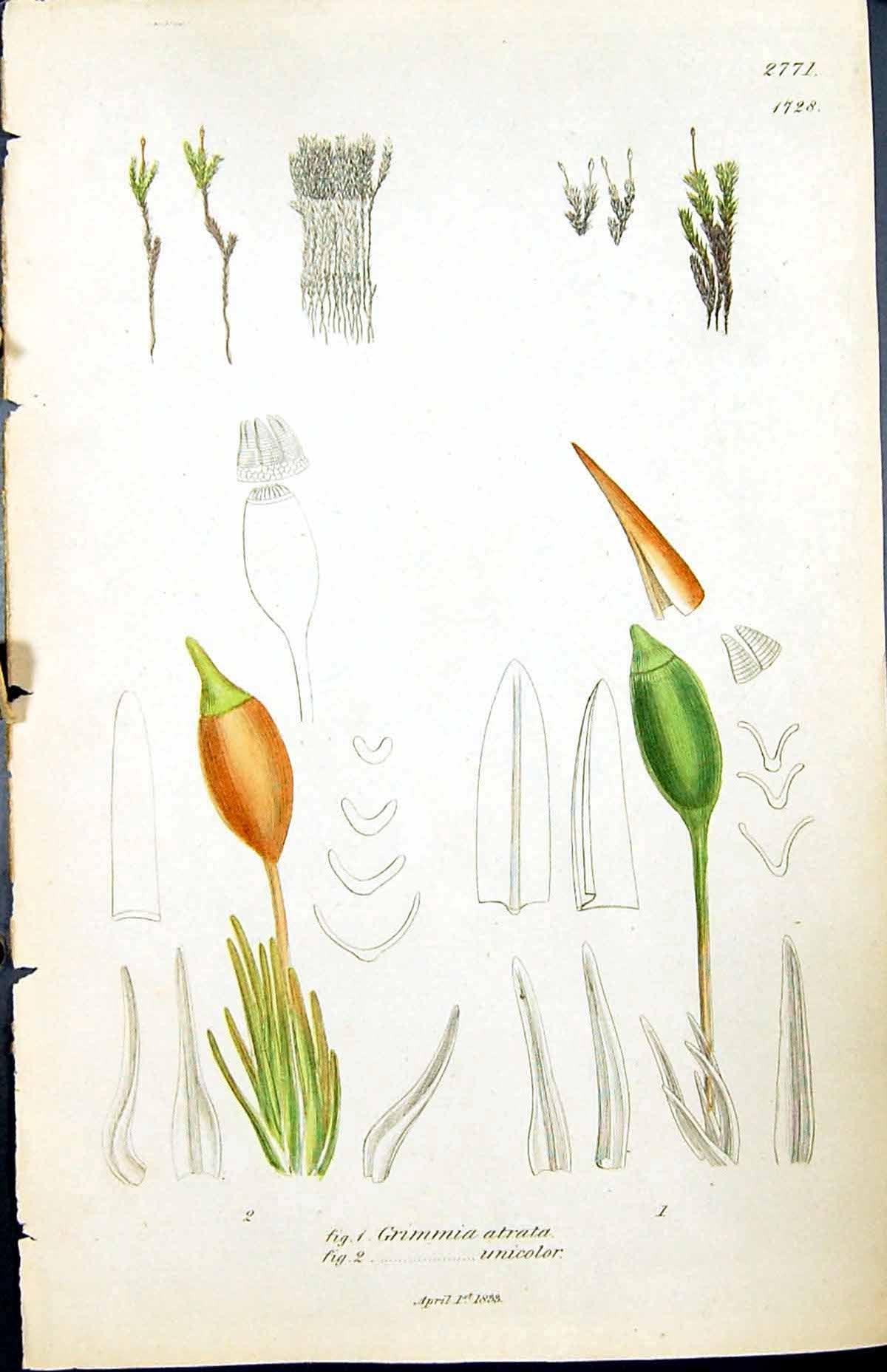 Old Grimmia Atrata Unicolor British Plants Botany 1847 Sowerby Smith Victorian