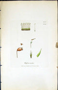 Antique Print Weissia Nuda British Plants Botany 1847 Sowerby Smith Colour 19th