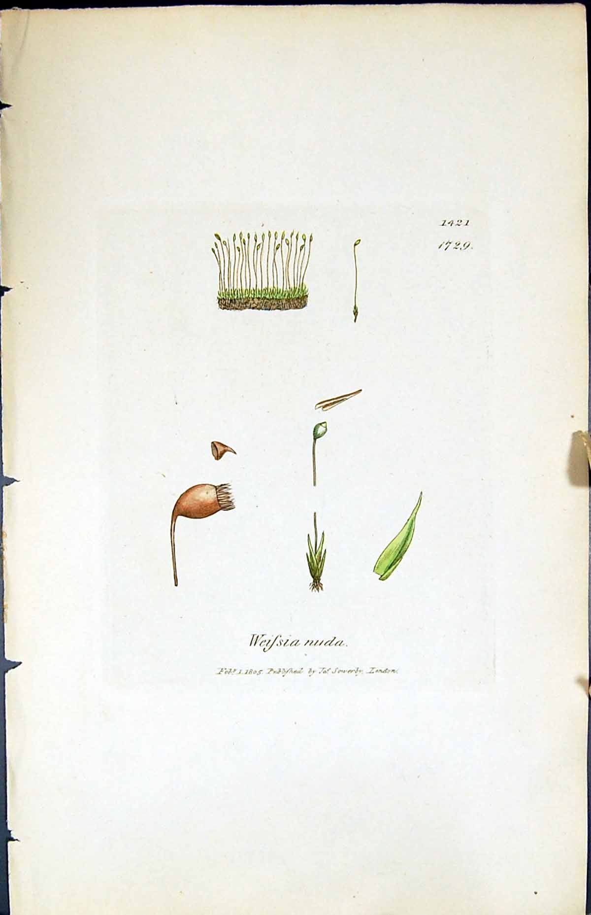 Antique Print Weissia Nuda British Plants Botany 1847 Sowerby Smith Colour 19th