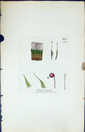 Antique Old Print Weissia Nigrita British Plants Botany 1847 Sowerby Smith 19th