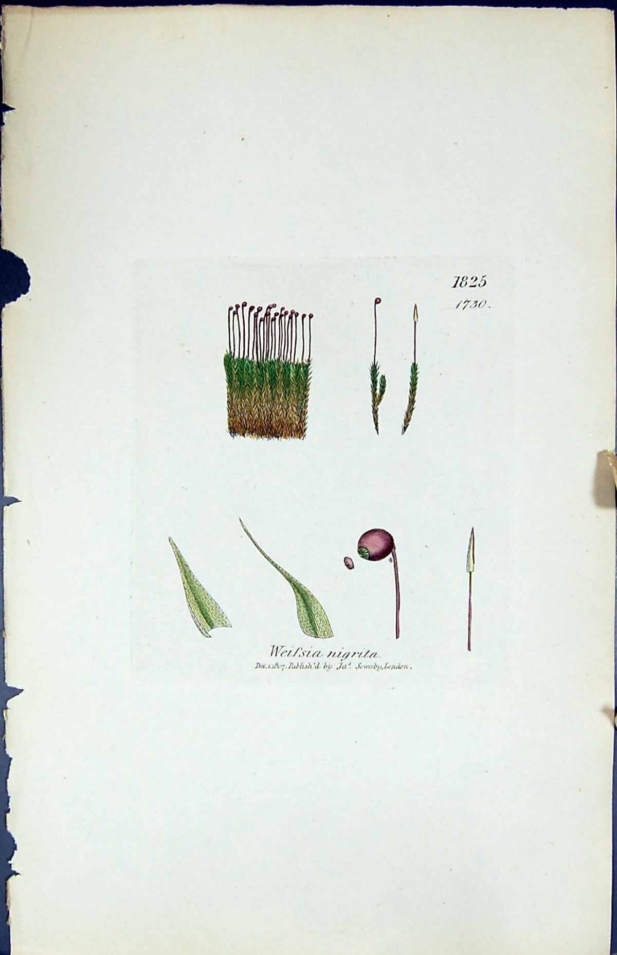 Antique Old Print Weissia Nigrita British Plants Botany 1847 Sowerby Smith 19th