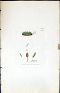Antique Old Print Weissia Starkeana British Plants Botany 1847 Sowerby Smith