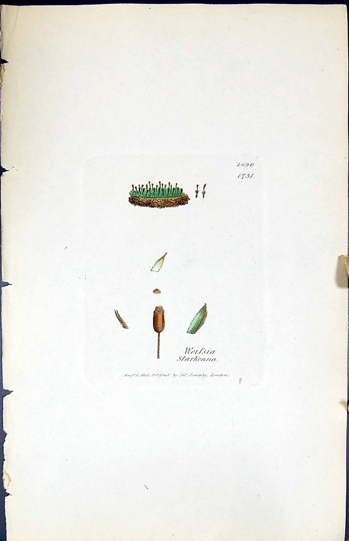 Antique Old Print Weissia Starkeana British Plants Botany 1847 Sowerby Smith