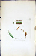 Antique Old Print Weissia Lanceolata British Plants Botany 1847 Sowerby Smith