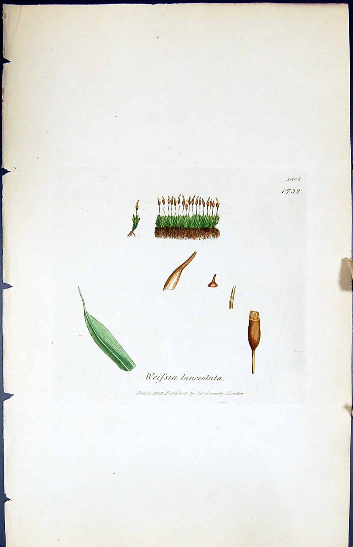 Antique Old Print Weissia Lanceolata British Plants Botany 1847 Sowerby Smith