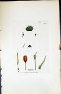 Antique Old Print Weissia Striata British Plants Botany 1847 Sowerby Smith 19th
