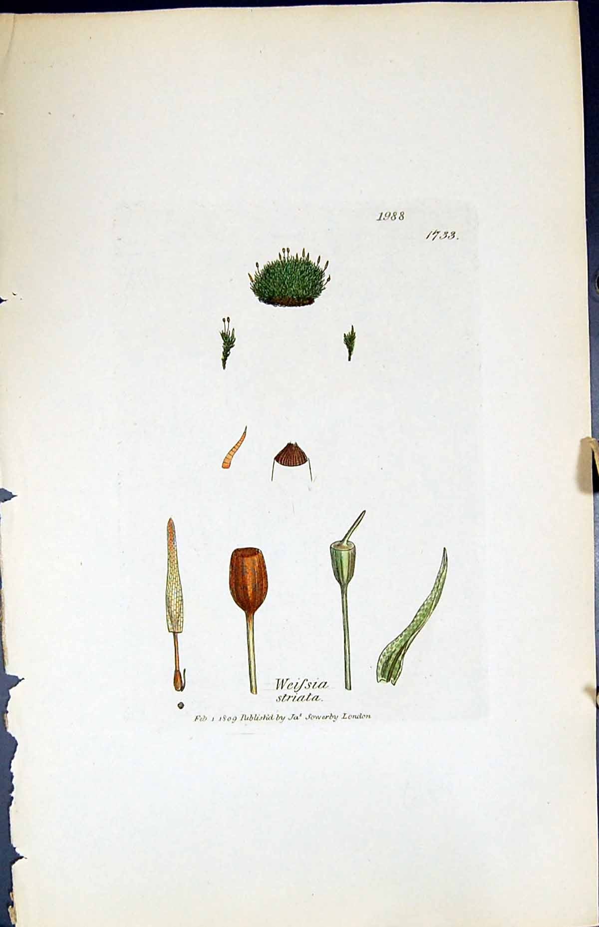 Antique Old Print Weissia Striata British Plants Botany 1847 Sowerby Smith 19th