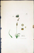 Antique Old Print Weissia Trichodes British Plants Botany 1847 Sowerby Smith