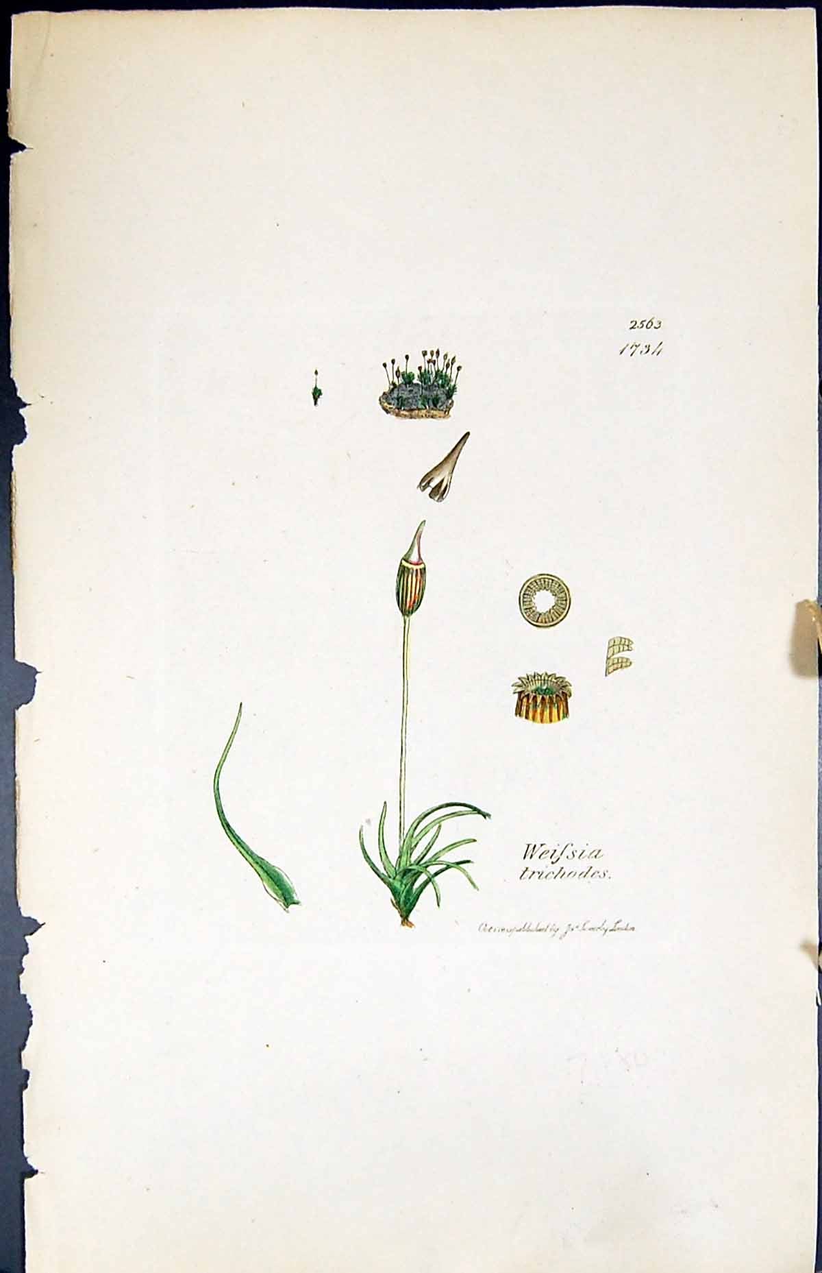 Antique Old Print Weissia Trichodes British Plants Botany 1847 Sowerby Smith