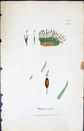 Antique Old Print Weissia Cirrata British Plants Botany 1847 Sowerby Smith 19th