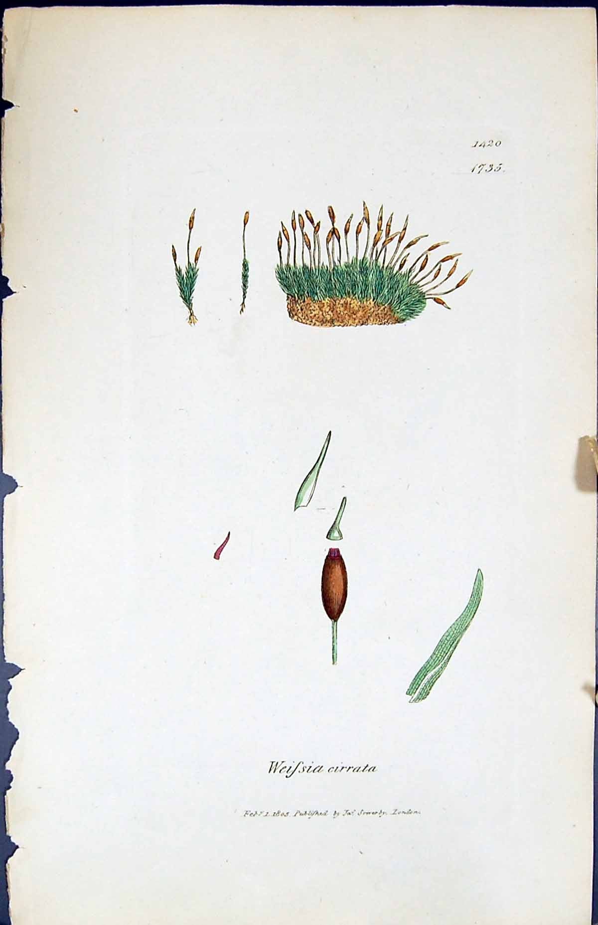 Antique Old Print Weissia Cirrata British Plants Botany 1847 Sowerby Smith 19th