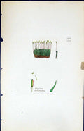 Antique Old Print Weissia Curvirosta British Plants Botany 1847 Sowerby Smith