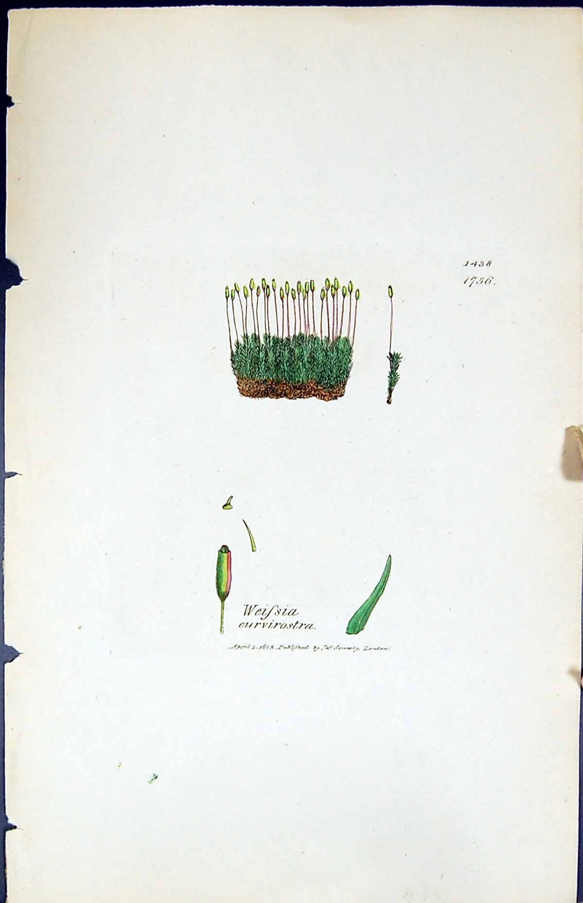 Antique Old Print Weissia Curvirosta British Plants Botany 1847 Sowerby Smith