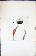 Antique Old Print Weissia Crispula British Plants Botany 1847 Sowerby Smith