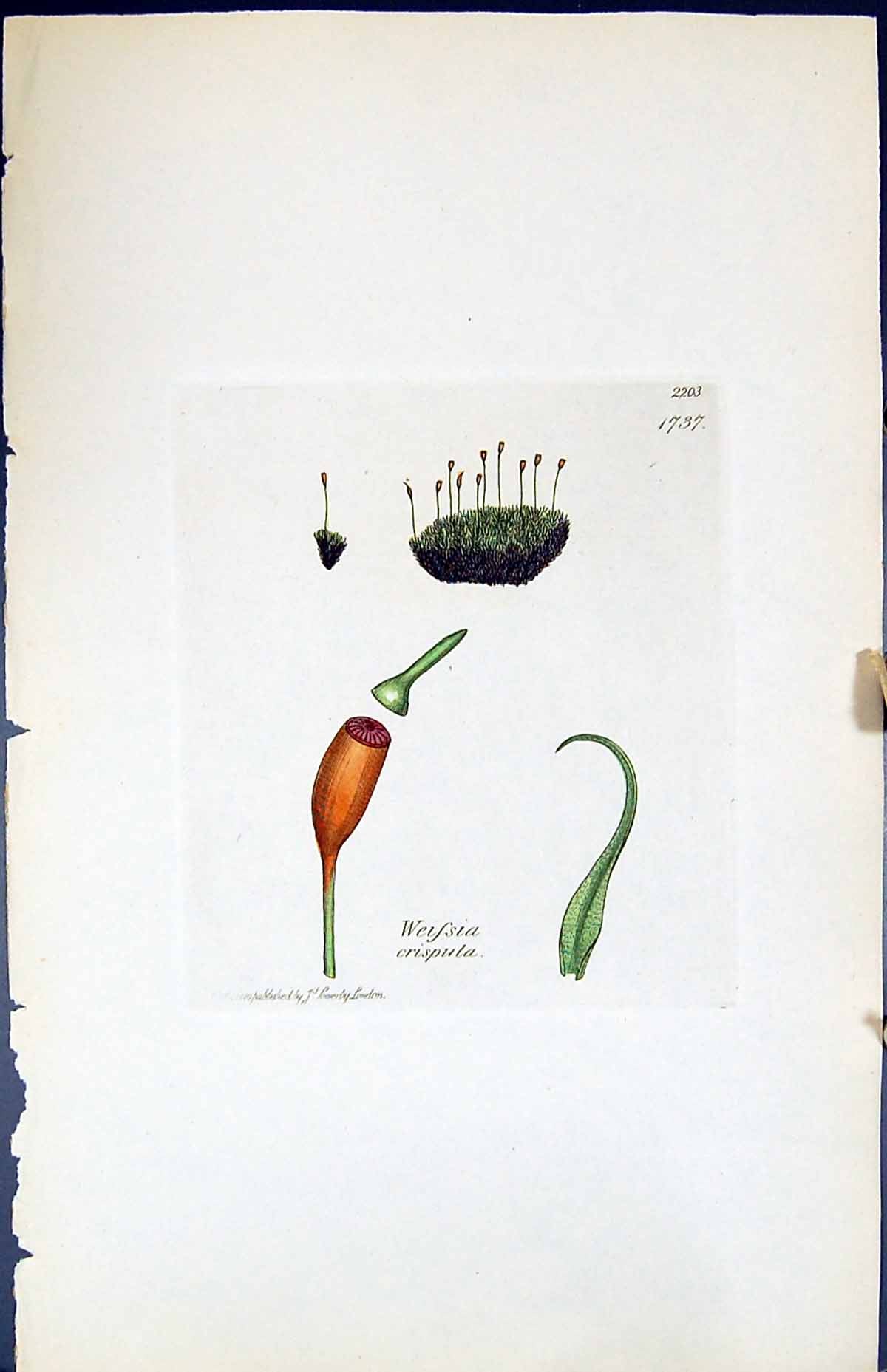 Antique Old Print Weissia Crispula British Plants Botany 1847 Sowerby Smith