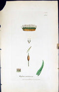 Antique Print Weissia Controversa British Plants Botany 1847 Sowerby Smith 19th