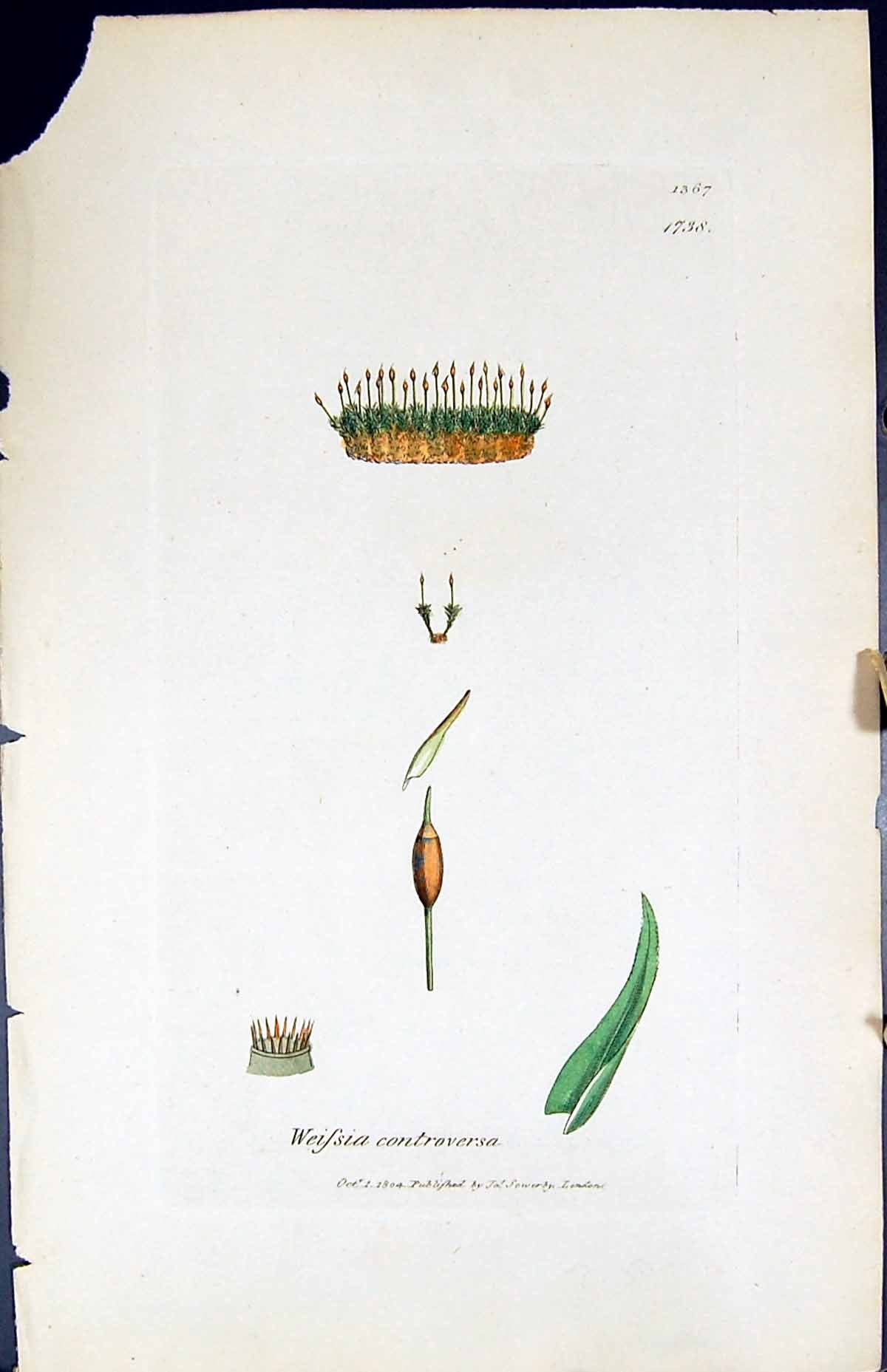 Antique Print Weissia Controversa British Plants Botany 1847 Sowerby Smith 19th