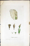 Antique Old Print Weissia Calcarea British Plants Botany 1847 Sowerby Smith