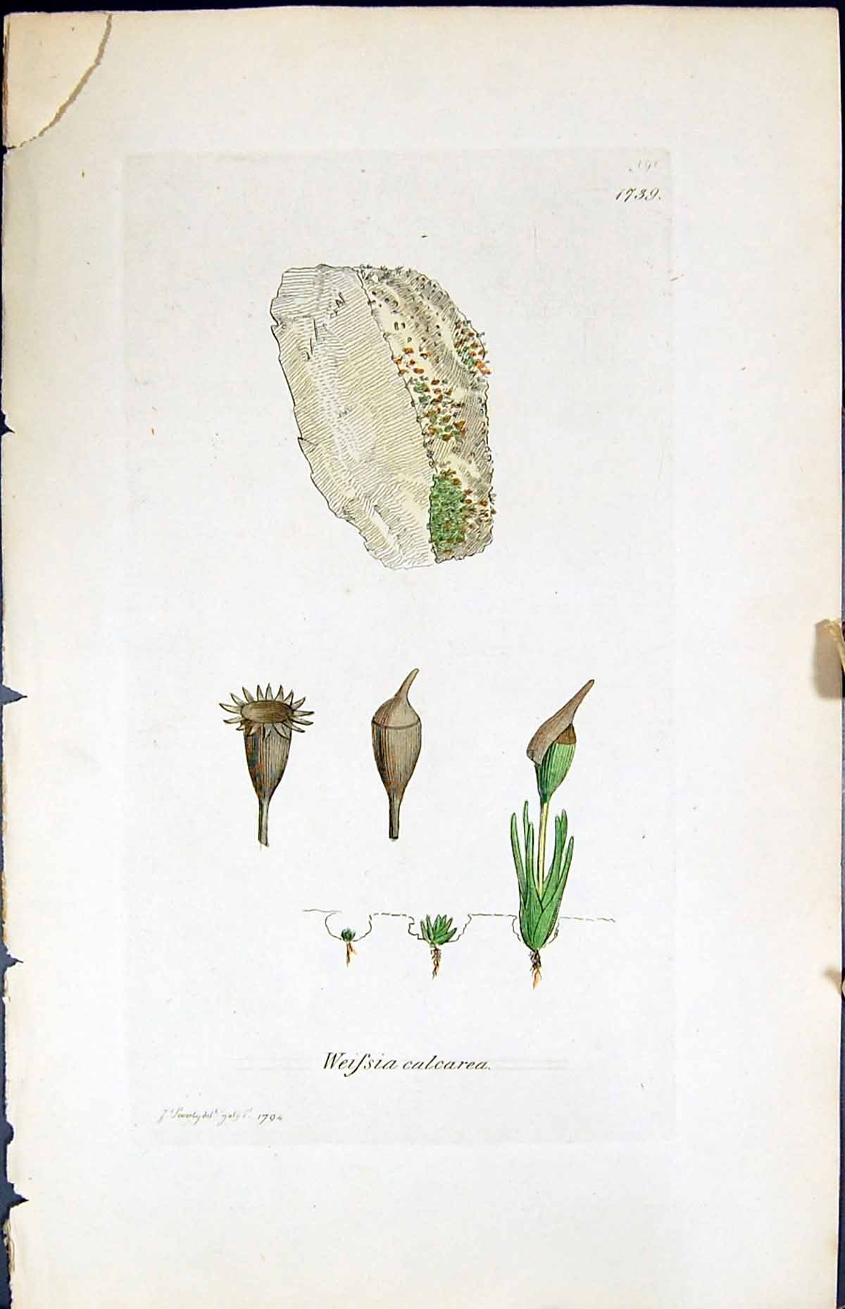Antique Old Print Weissia Calcarea British Plants Botany 1847 Sowerby Smith