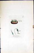 Antique Old Print Weissia Recurvata British Plants Botany 1847 Sowerby Smith