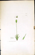 Antique Old Print Weissia Pusilla British Plants Botany 1847 Sowerby Smith 19th
