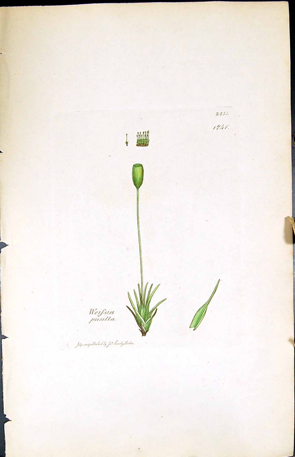 Antique Old Print Weissia Pusilla British Plants Botany 1847 Sowerby Smith 19th