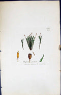 Antique Print Weissia Verticillata British Plants Botany 1847 Sowerby Smith